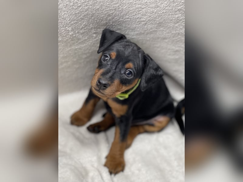 Zwergpinscher Welpen mit Ahnentafel