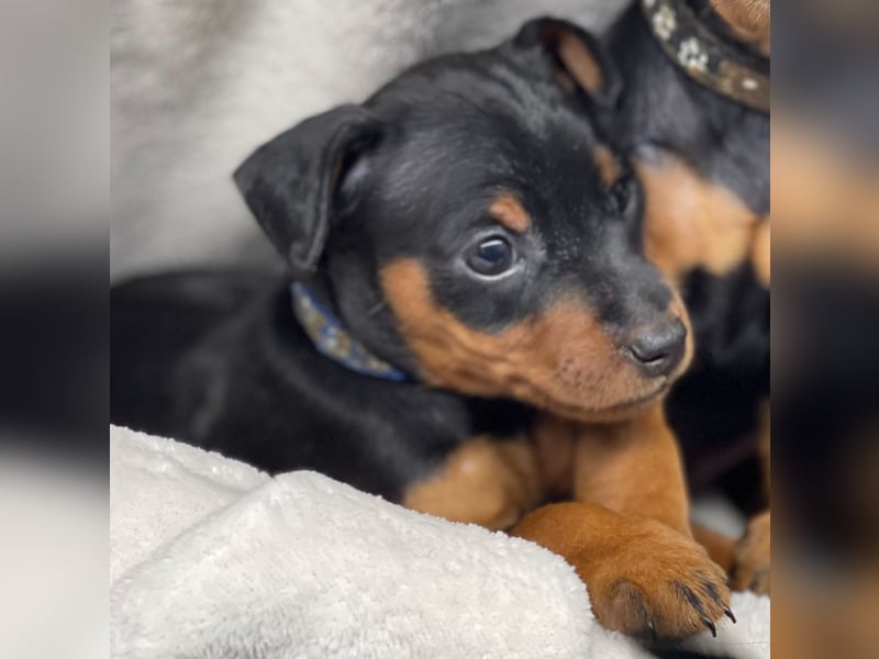 Zwergpinscher Welpen mit Ahnentafel