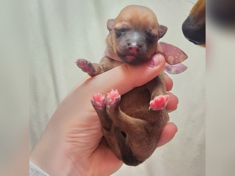 5 Zwergpinscher Welpen ( 1 Woche alt )