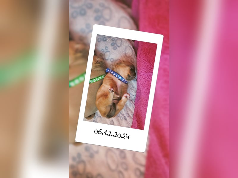 5 Zwergpinscher Welpen ( 1 Woche alt )