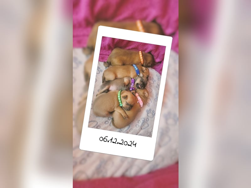 5 Zwergpinscher Welpen ( 1 Woche alt )