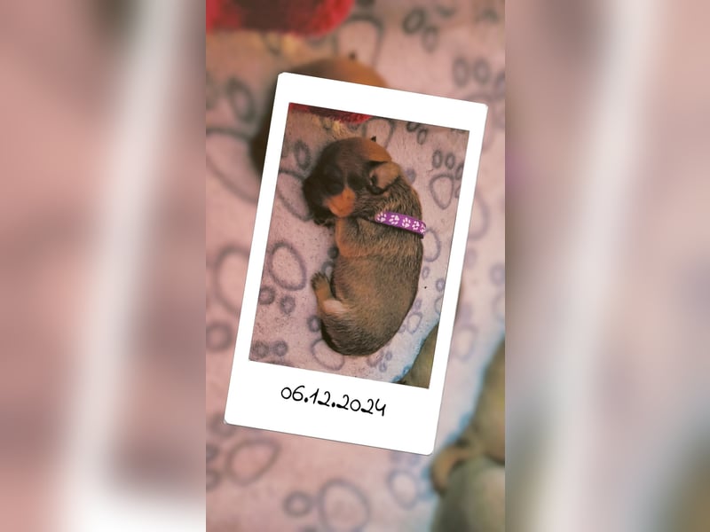 5 Zwergpinscher Welpen ( 1 Woche alt )