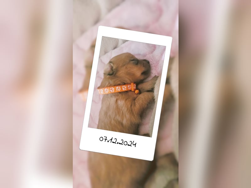 5 Zwergpinscher Welpen ( 1 Woche alt )