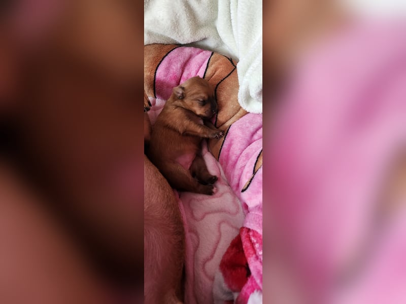 5 Zwergpinscher Welpen ( 1 Woche alt )