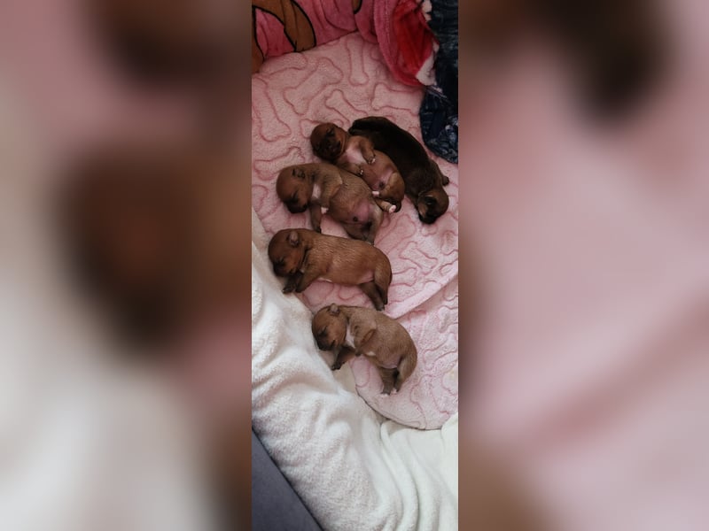 5 Zwergpinscher Welpen ( 1 Woche alt )