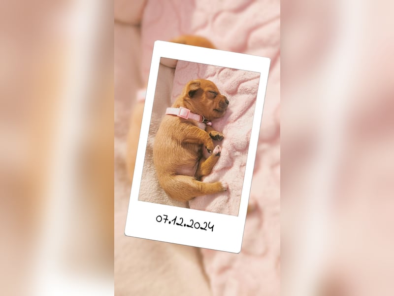 5 Zwergpinscher Welpen ( 1 Woche alt )