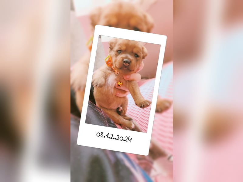 5 Zwergpinscher Welpen ( 1 Woche alt )
