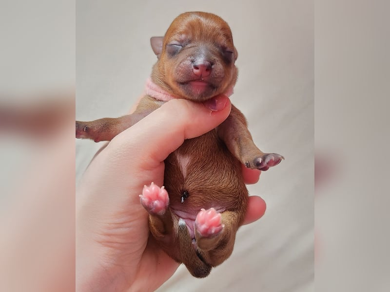 5 Zwergpinscher Welpen ( 1 Woche alt )