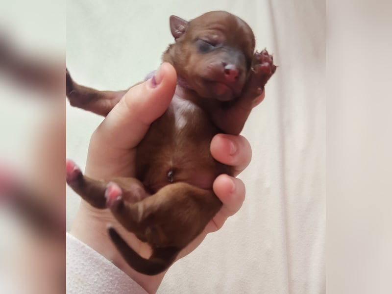 5 Zwergpinscher Welpen ( 1 Woche alt )