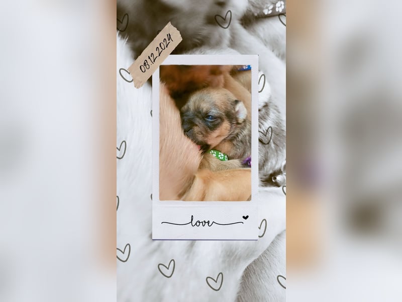 5 Zwergpinscher Welpen ( 1 Woche alt )