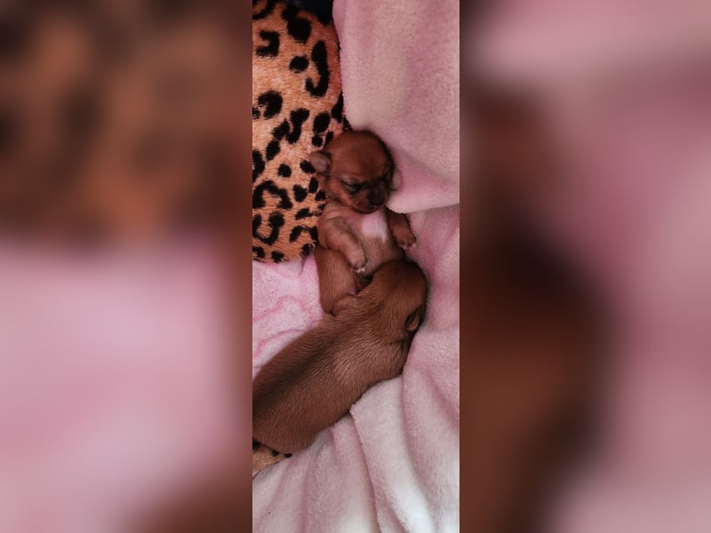 5 Zwergpinscher Welpen ( 1 Woche alt )