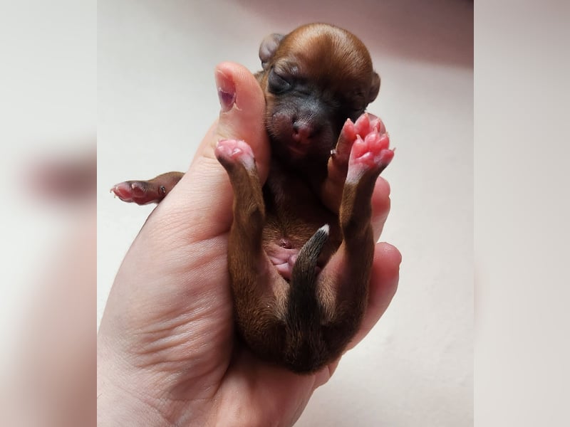 5 Zwergpinscher Welpen ( 1 Woche alt )