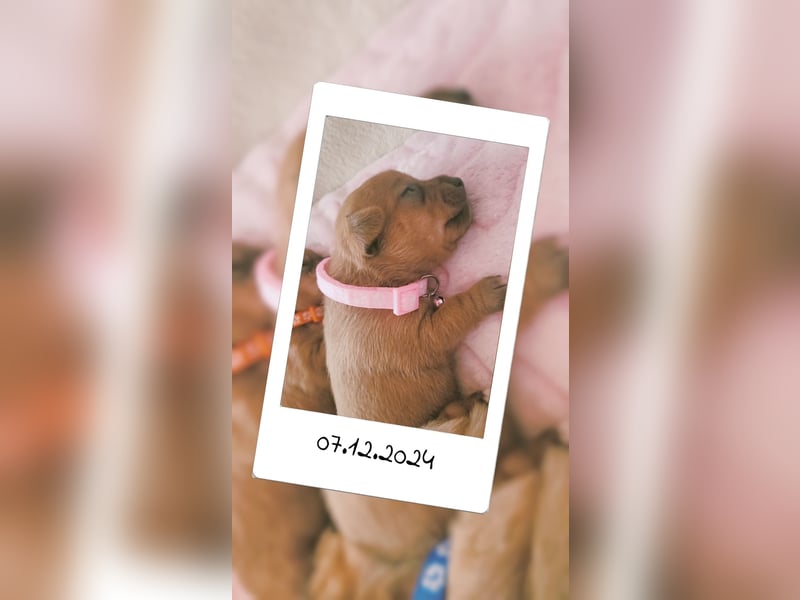 5 Zwergpinscher Welpen ( 1 Woche alt )