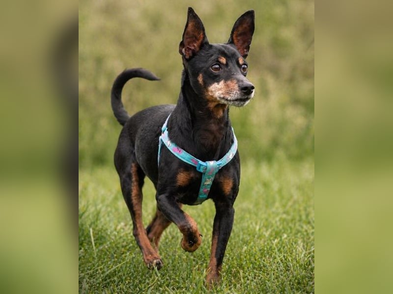 Lucio - ein freundlicher Begleiter