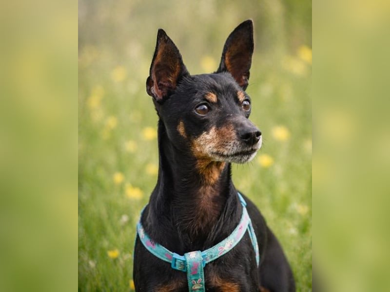 Lucio - ein freundlicher Begleiter