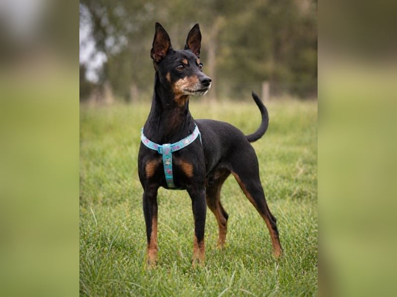 Lucio - ein freundlicher Begleiter