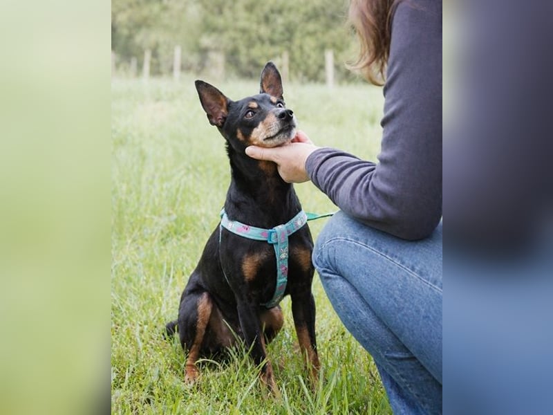 Lucio - ein freundlicher Begleiter