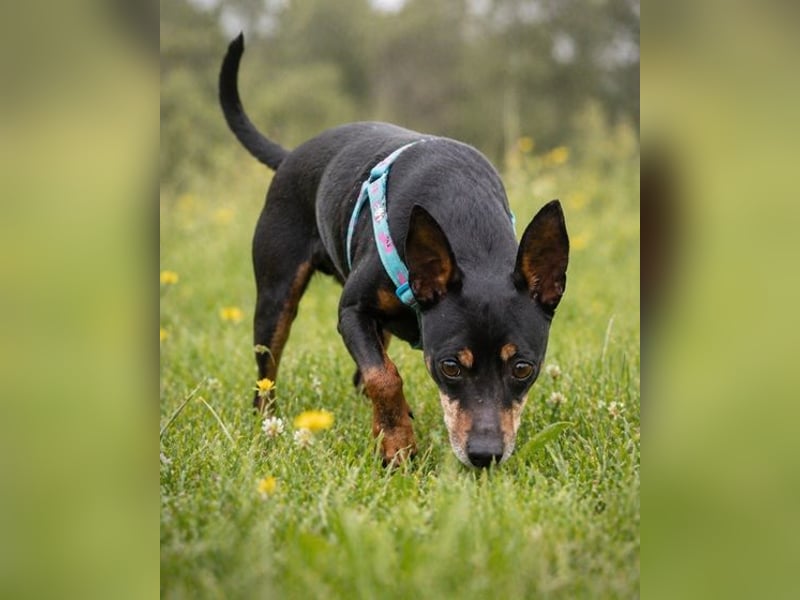 Lucio - ein freundlicher Begleiter