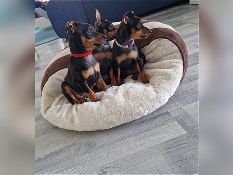 Zwergpinscher Wurfankündigung