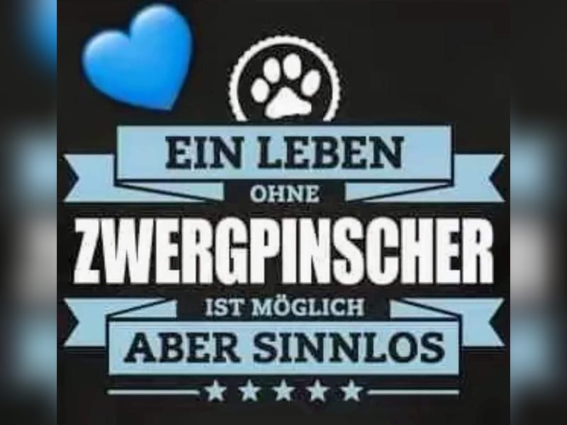 Zwergpinscher Wurfankündigung