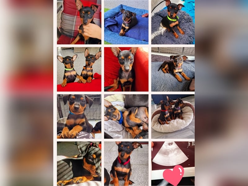 Zwergpinscher Wurfankündigung