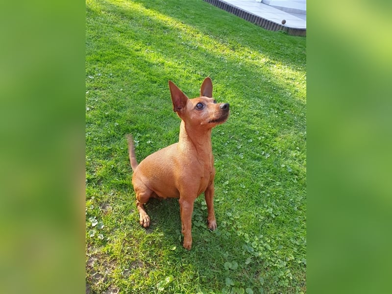 Zwergpinscher Rassenhündin 7 Jahre