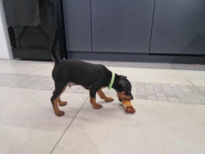 Zwergpinscher