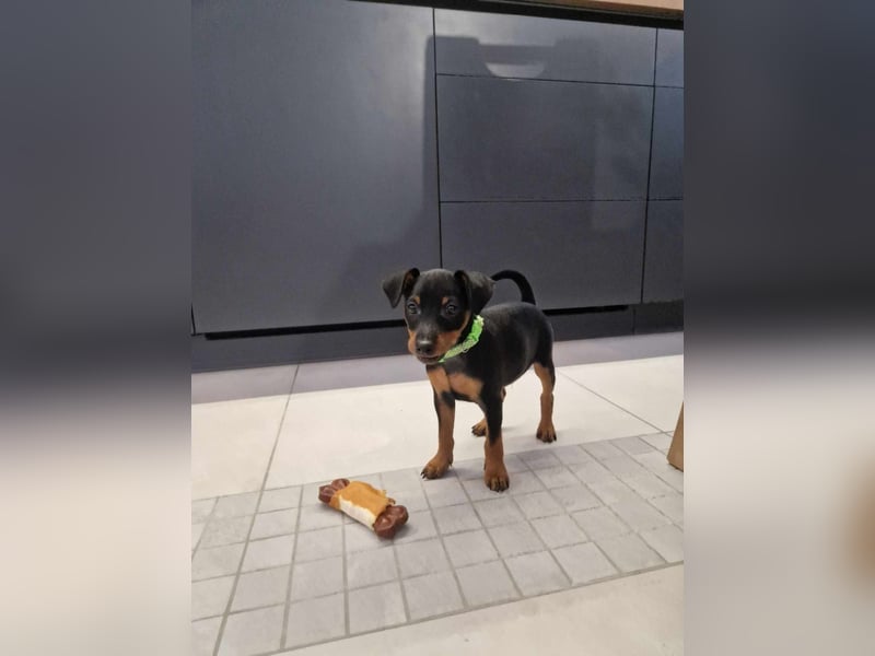 Zwergpinscher