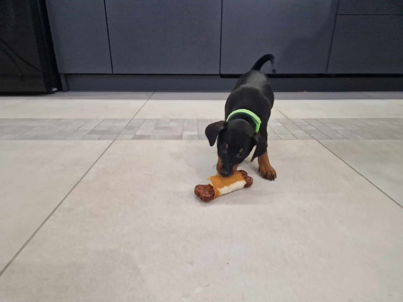 Zwergpinscher