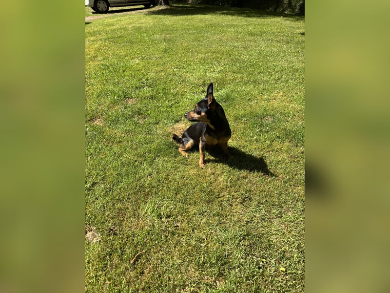 Zwergpinscher