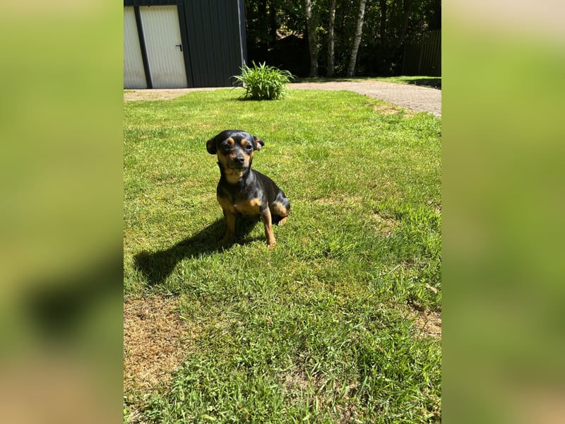 Zwergpinscher
