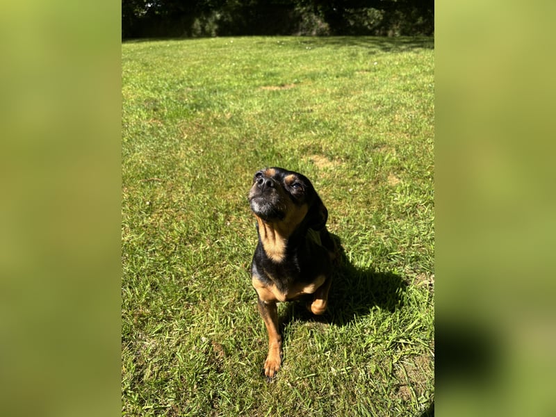 Zwergpinscher