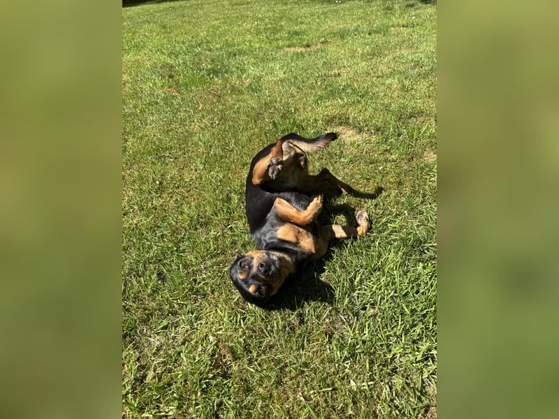 Zwergpinscher