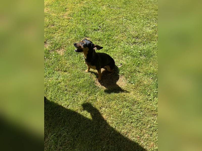 Zwergpinscher