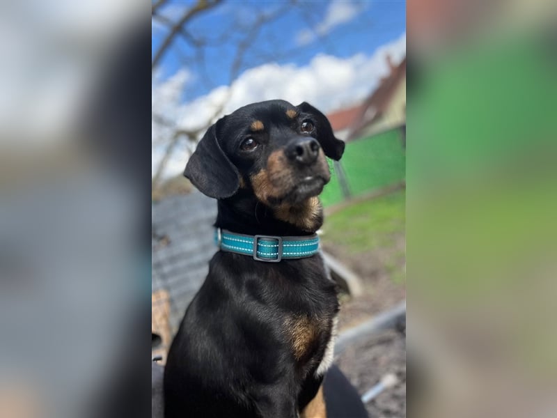 67749 Offenbach-Hundheim, aufgeweckte Pinscher-Mischlingshündin Kaja