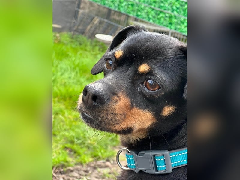 67749 Offenbach-Hundheim, aufgeweckte Pinscher-Mischlingshündin Kaja