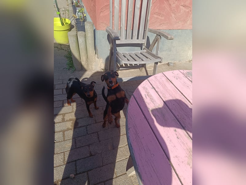 Süße reinrassige Zwergpinscher Hündin 11Monate m.P.