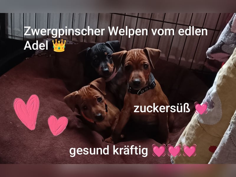Welpen Juni 2025! reinrassige Zwergpinscher m.P
