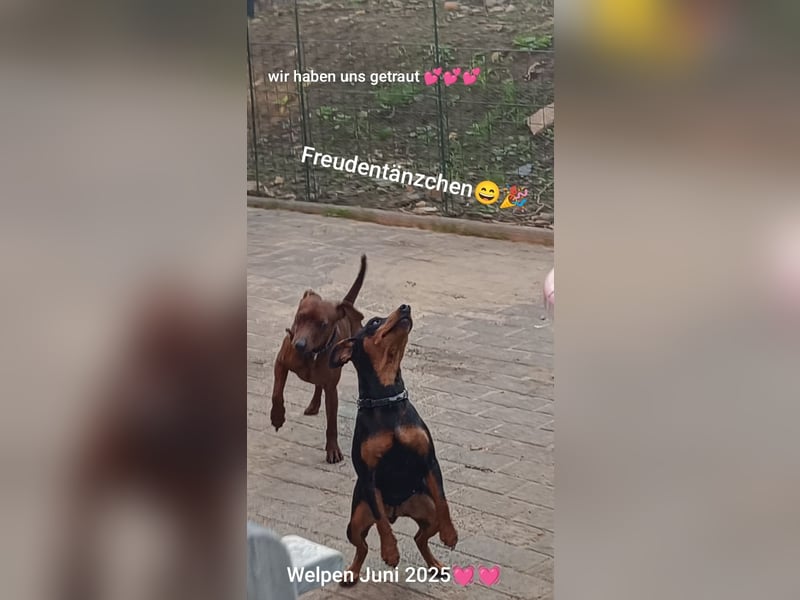 Welpen Juni 2025! reinrassige Zwergpinscher m.P