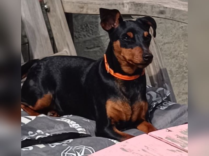 Süße reinrassige Zwergpinscher Hündin 11Monate m.P.