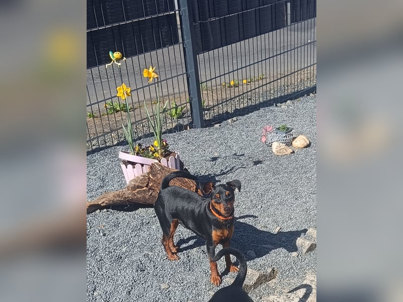 Süße reinrassige Zwergpinscher Hündin 11Monate m.P.