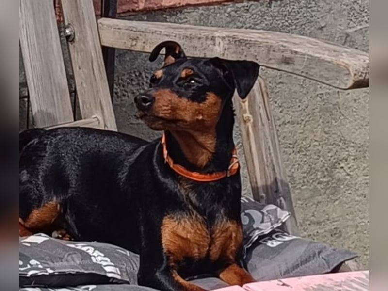 Süße reinrassige Zwergpinscher Hündin 11Monate m.P.
