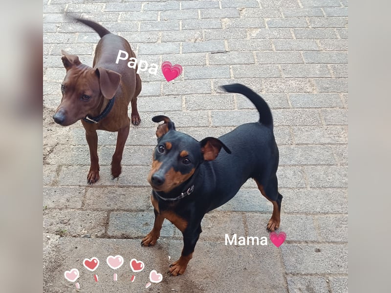 Welpen Juni 2025! reinrassige Zwergpinscher m.P