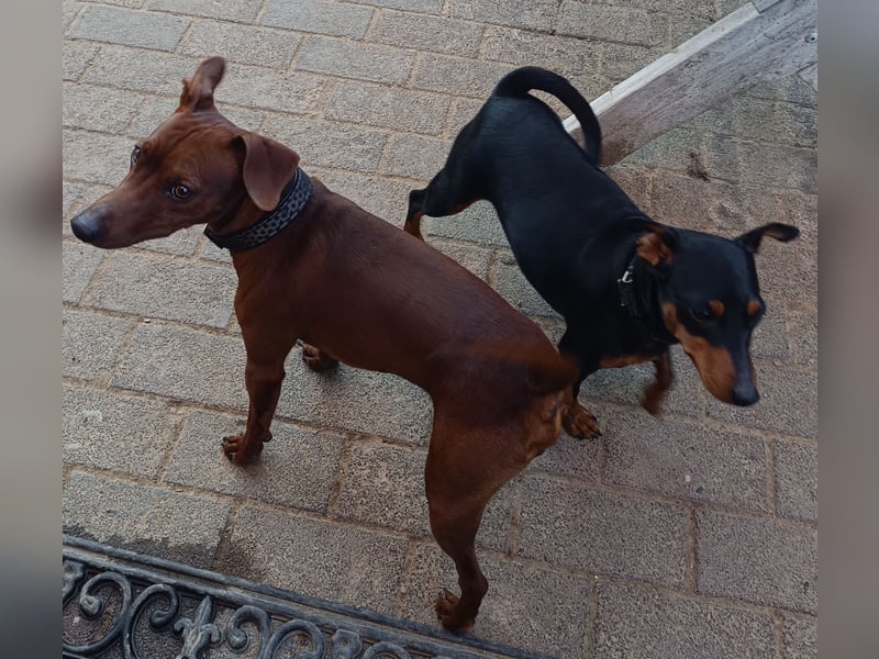 Welpen Juni 2025! reinrassige Zwergpinscher m.P