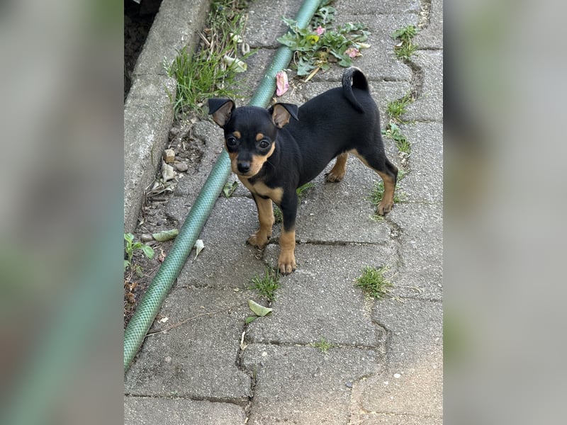 Zwergpinscher Welpen