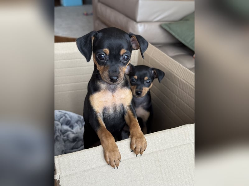 Zwergpinscher Welpen