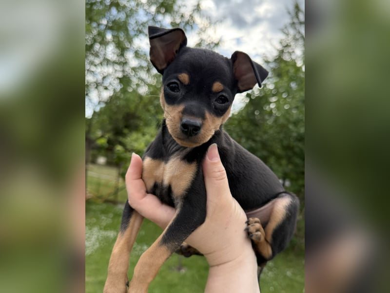Zwergpinscher Welpen