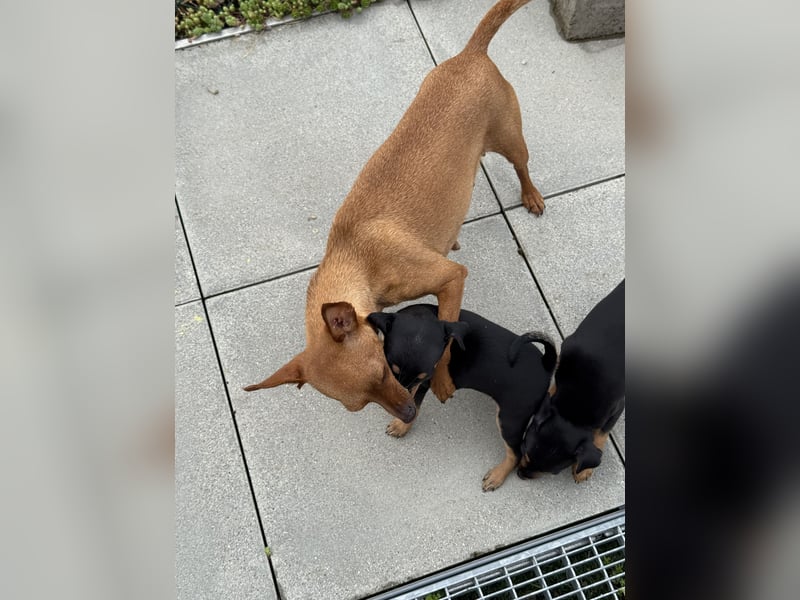 Zwergpinscher Welpen