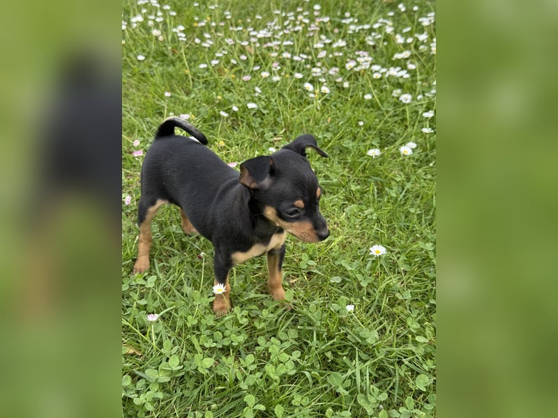 Zwergpinscher Welpen