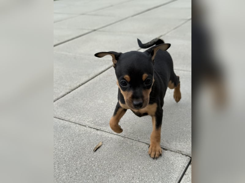 Zwergpinscher Welpen